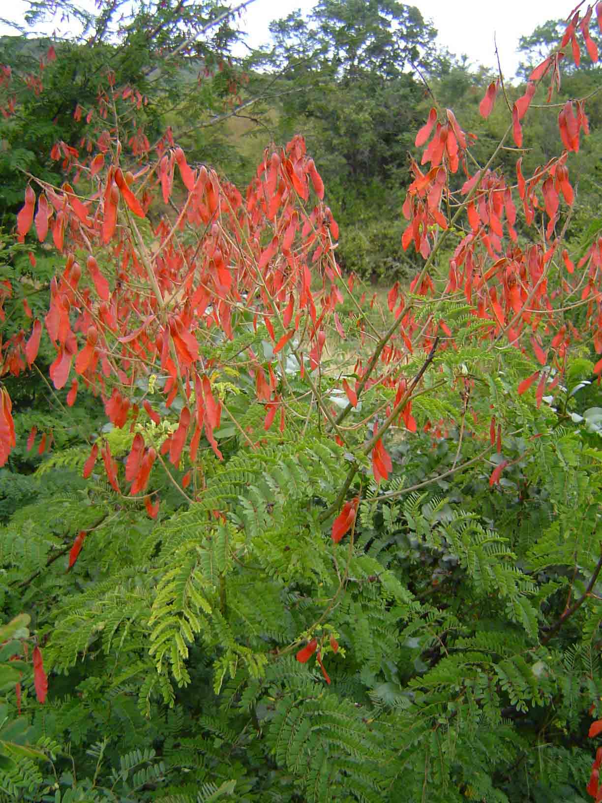 Pterolobium stellatum Pterolobium stellatum