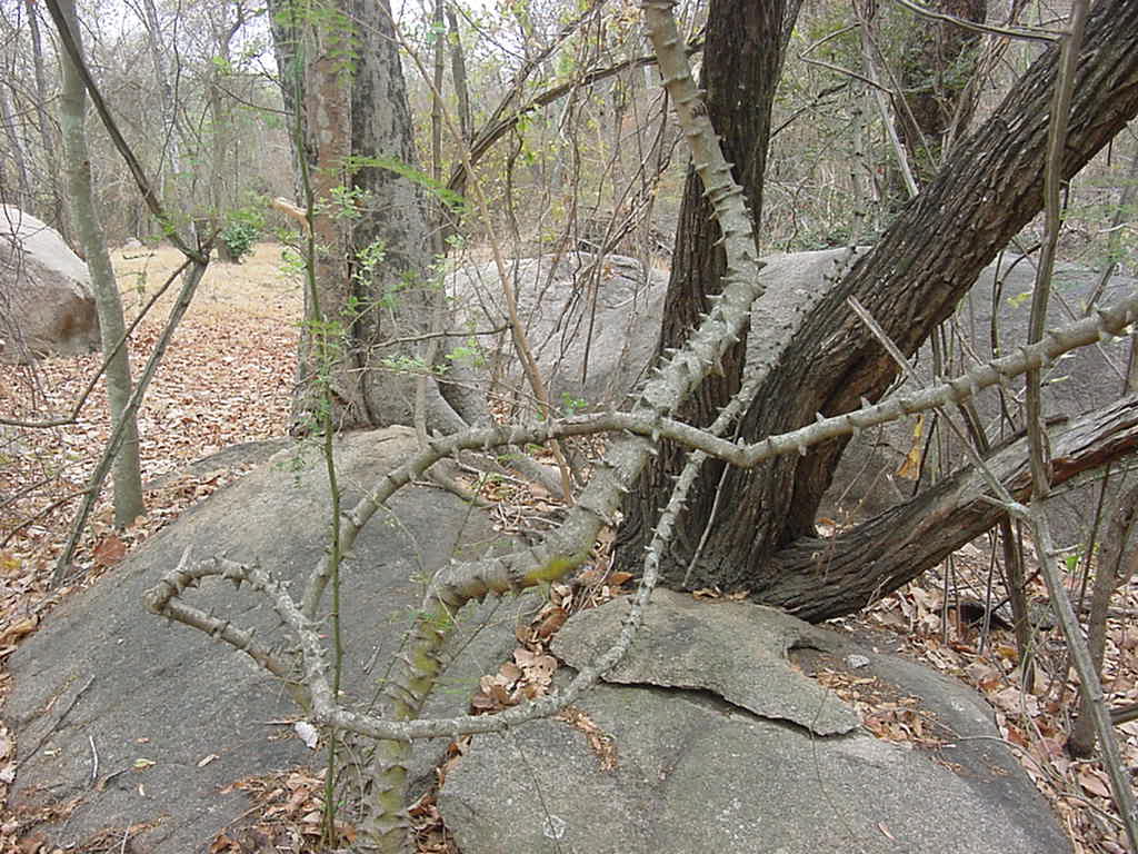 Pterolobium stellatum Pterolobium stellatum