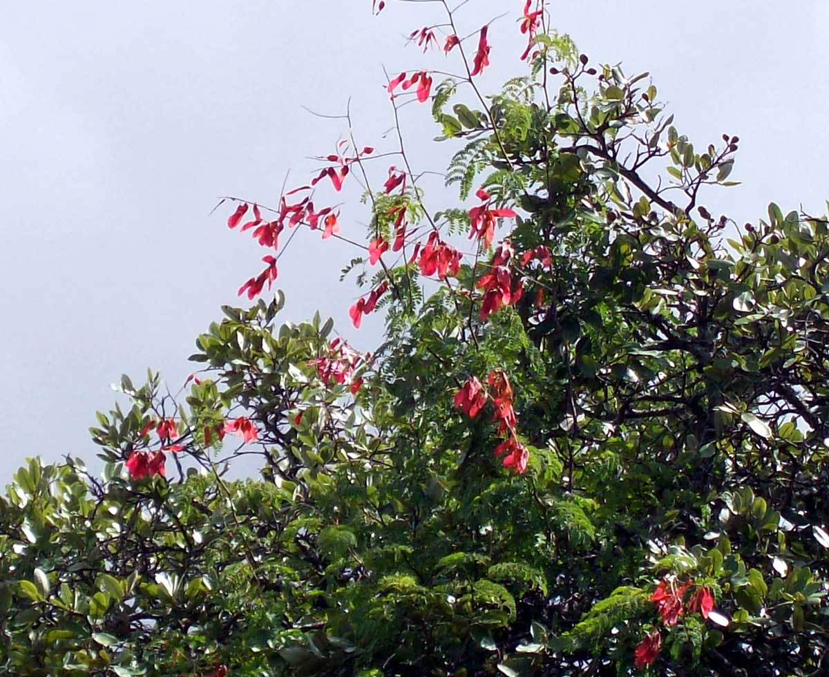 Pterolobium stellatum Pterolobium stellatum