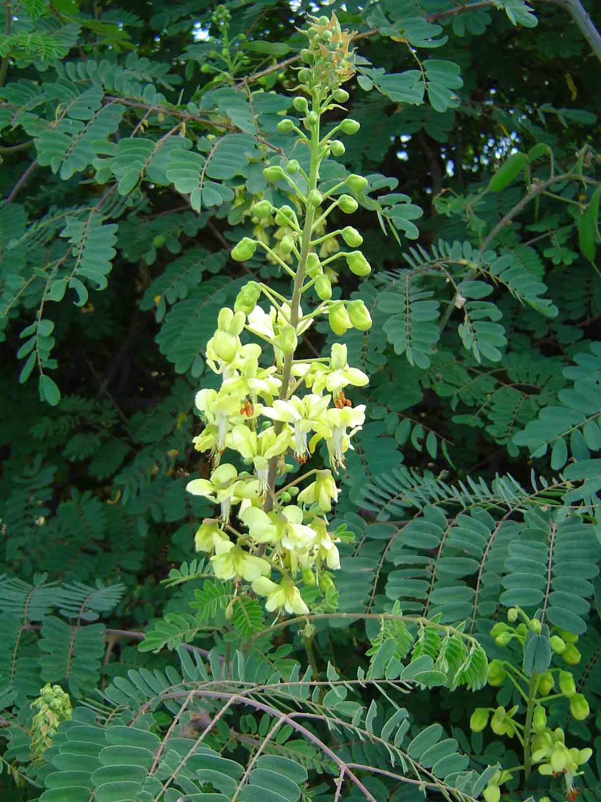 Caesalpinia decapetala Caesalpinia decapetala