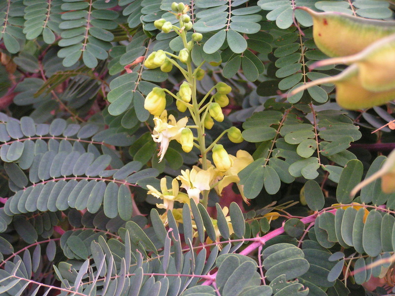 Caesalpinia decapetala Caesalpinia decapetala