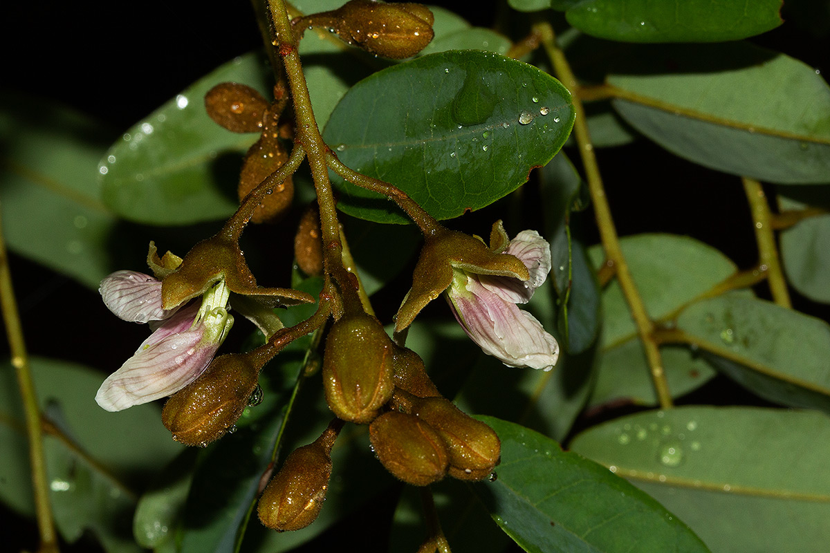 Pericopsis angolensis Pericopsis angolensis