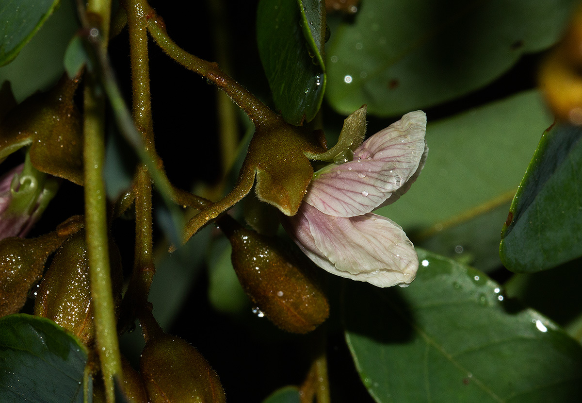 Pericopsis angolensis Pericopsis angolensis