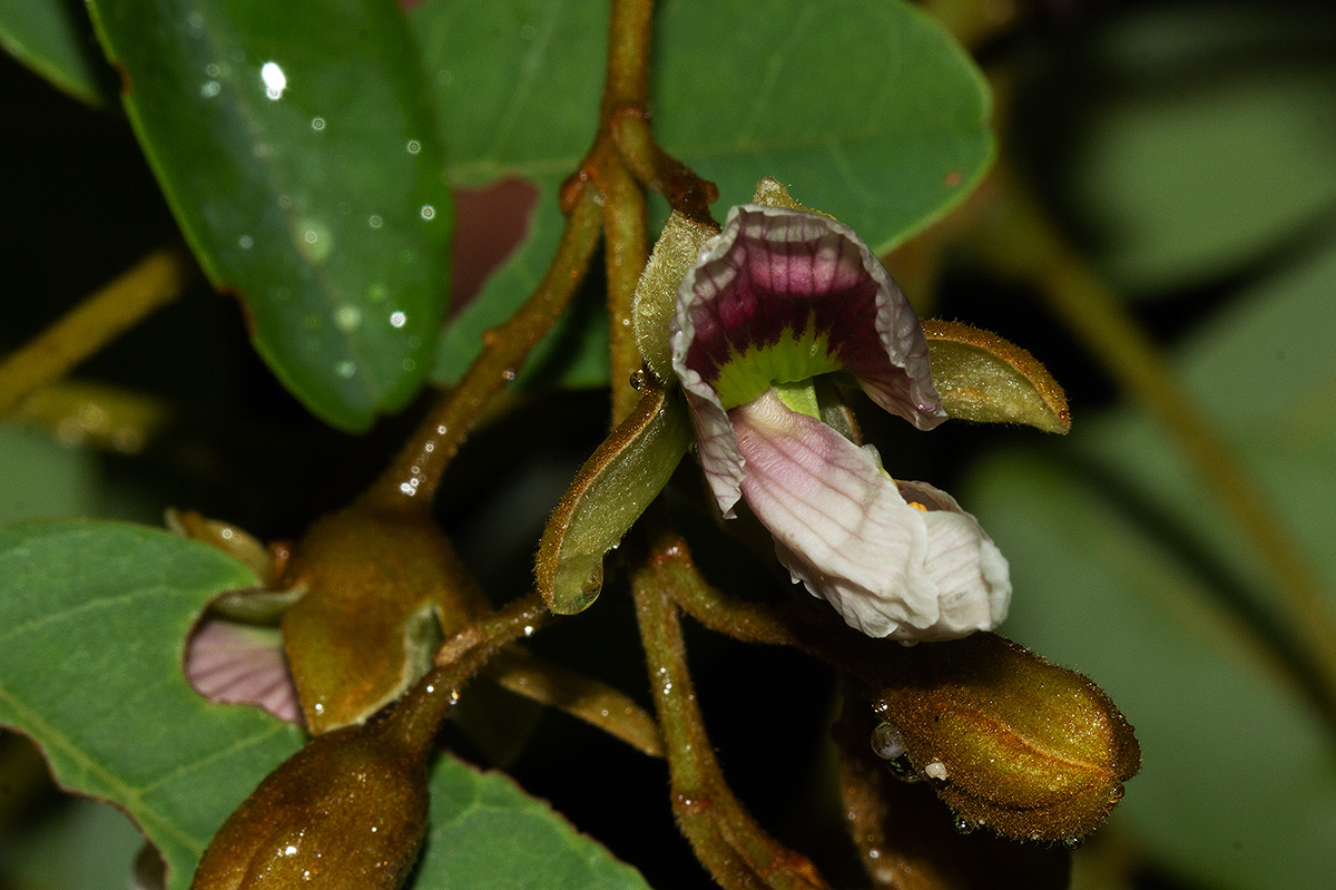 Pericopsis angolensis Pericopsis angolensis