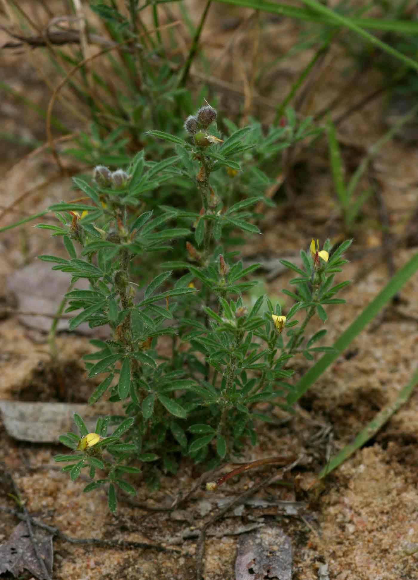 Crotalaria alexandri