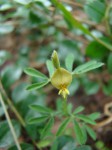 Crotalaria alexandri