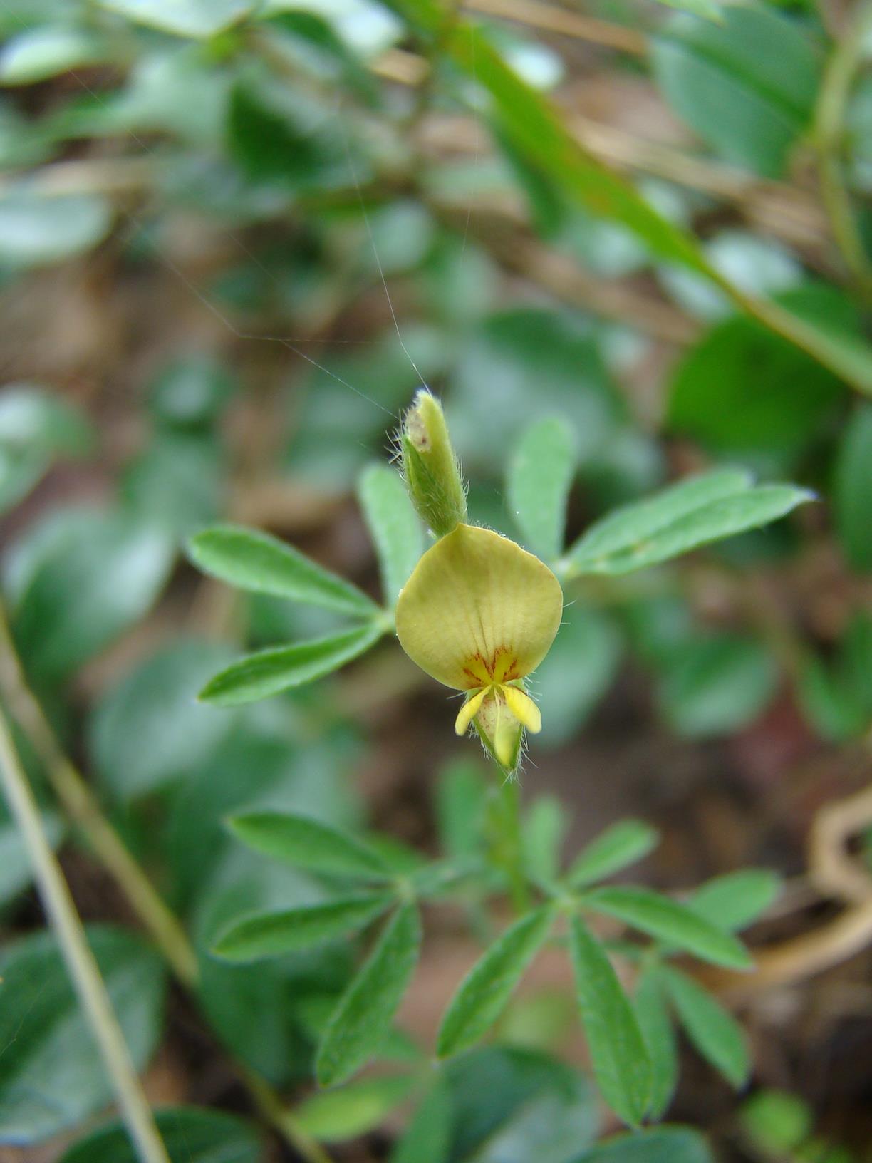 Crotalaria alexandri
