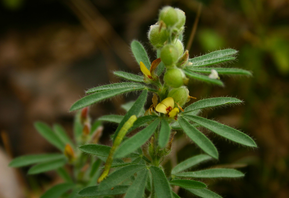 Crotalaria alexandri Crotalaria alexandri
