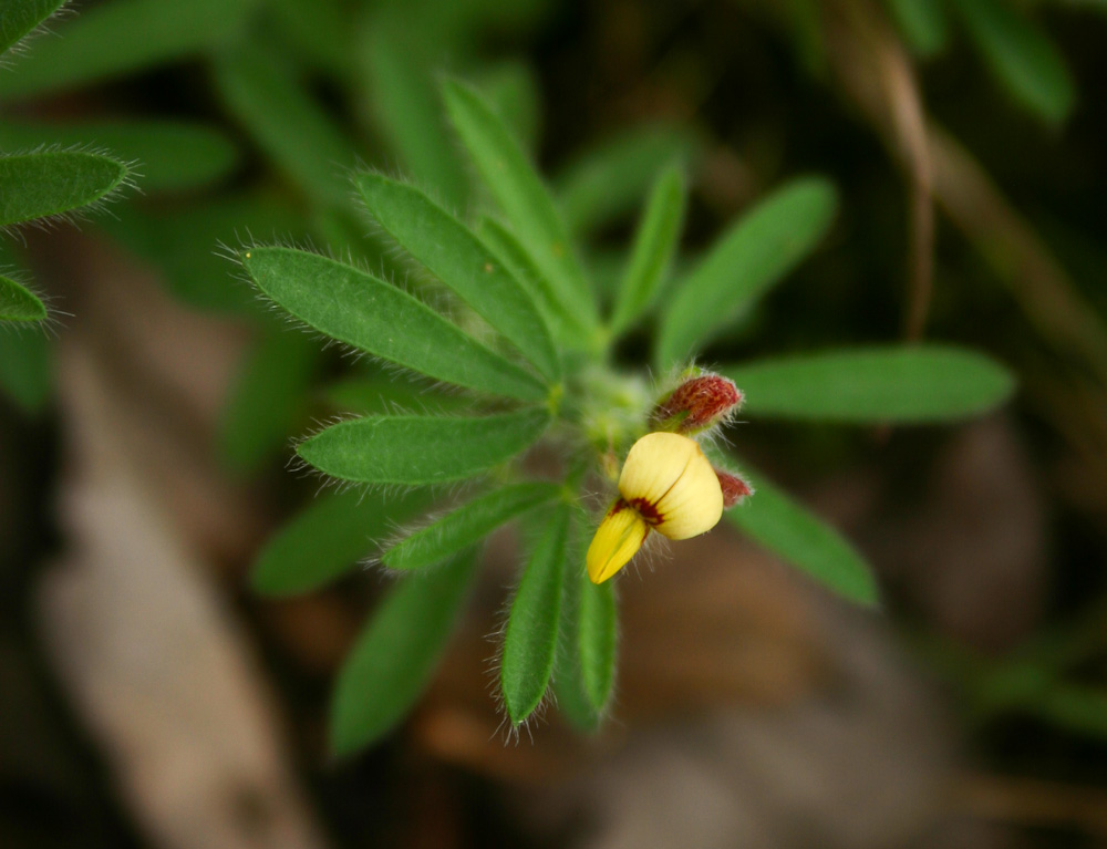 Crotalaria alexandri Crotalaria alexandri
