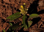 Crotalaria anthyllopsis
