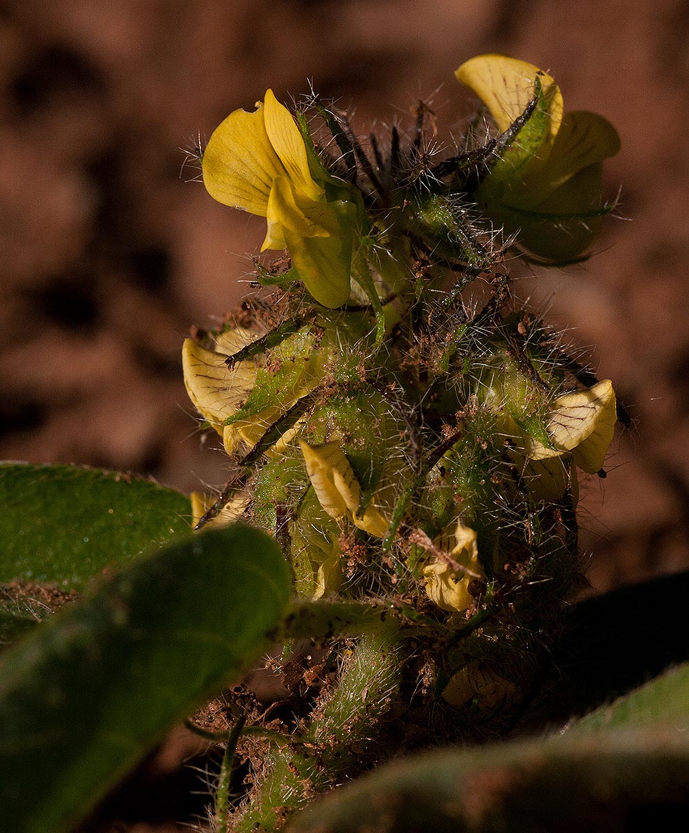 Crotalaria anthyllopsis