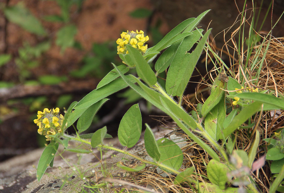 Crotalaria anthyllopsis Crotalaria anthyllopsis
