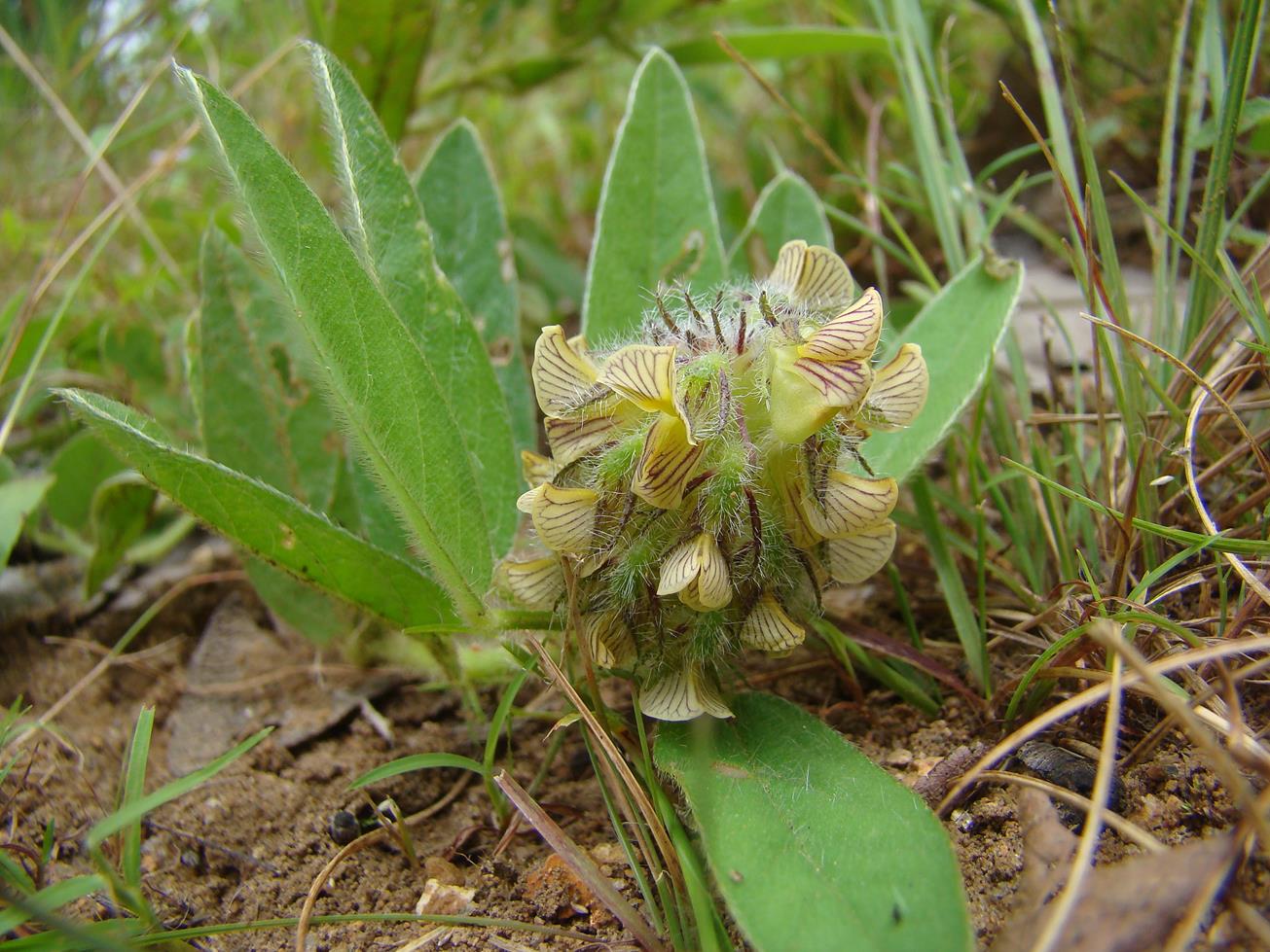 Crotalaria anthyllopsis Crotalaria anthyllopsis