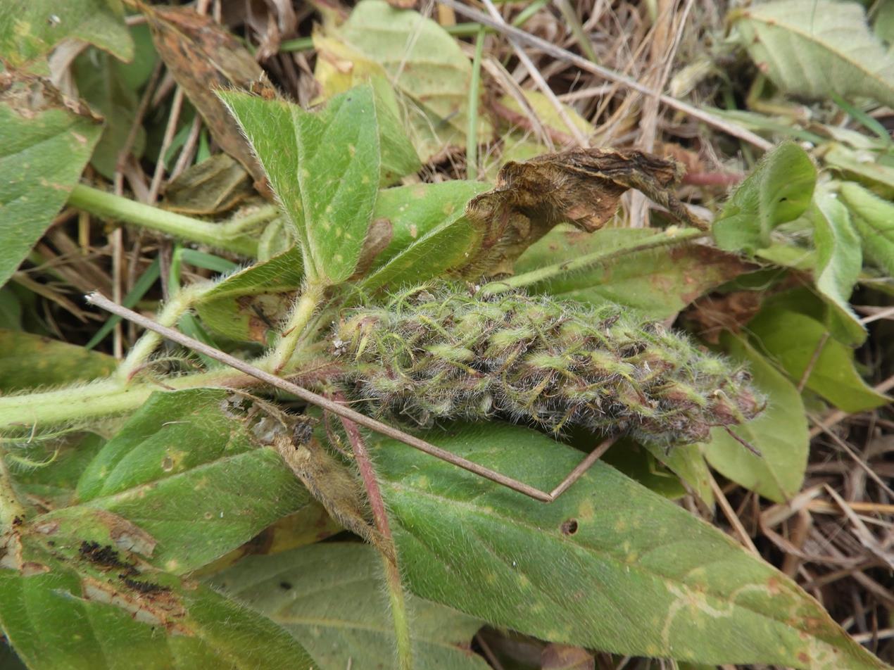 Crotalaria anthyllopsis