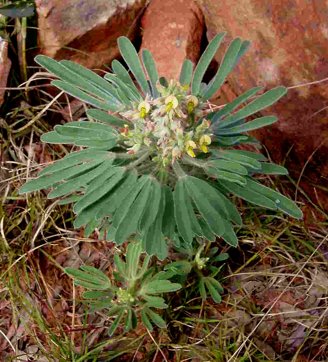 Crotalaria cephalotes Crotalaria cephalotes