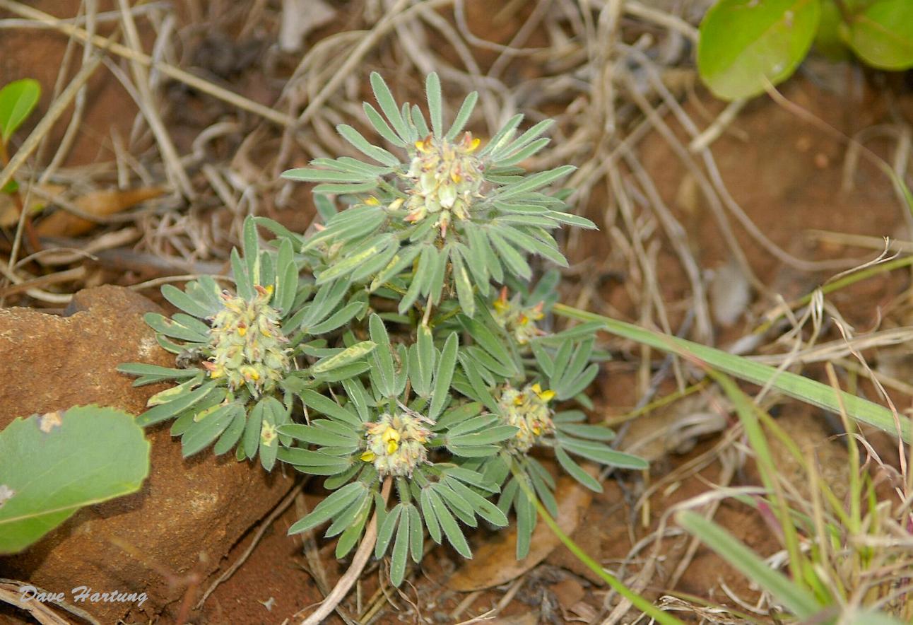 Crotalaria cephalotes