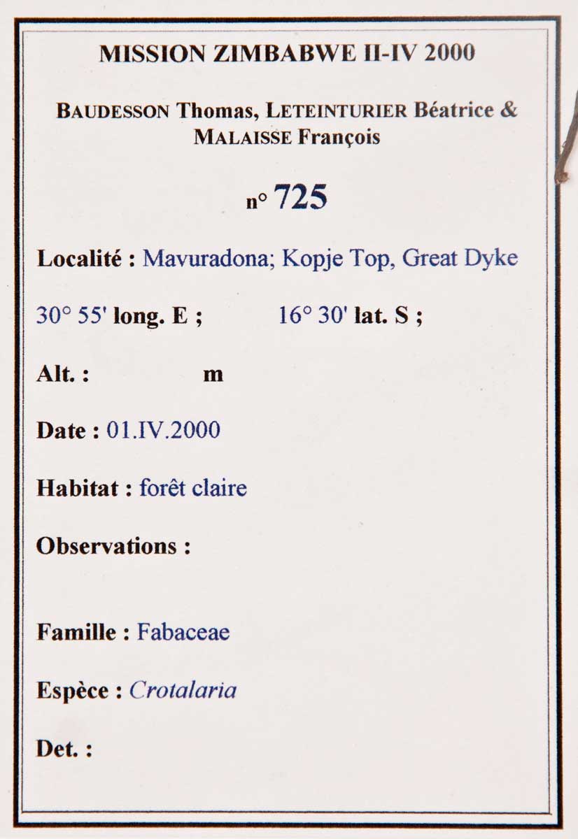 Crotalaria cephalotes Crotalaria cephalotes