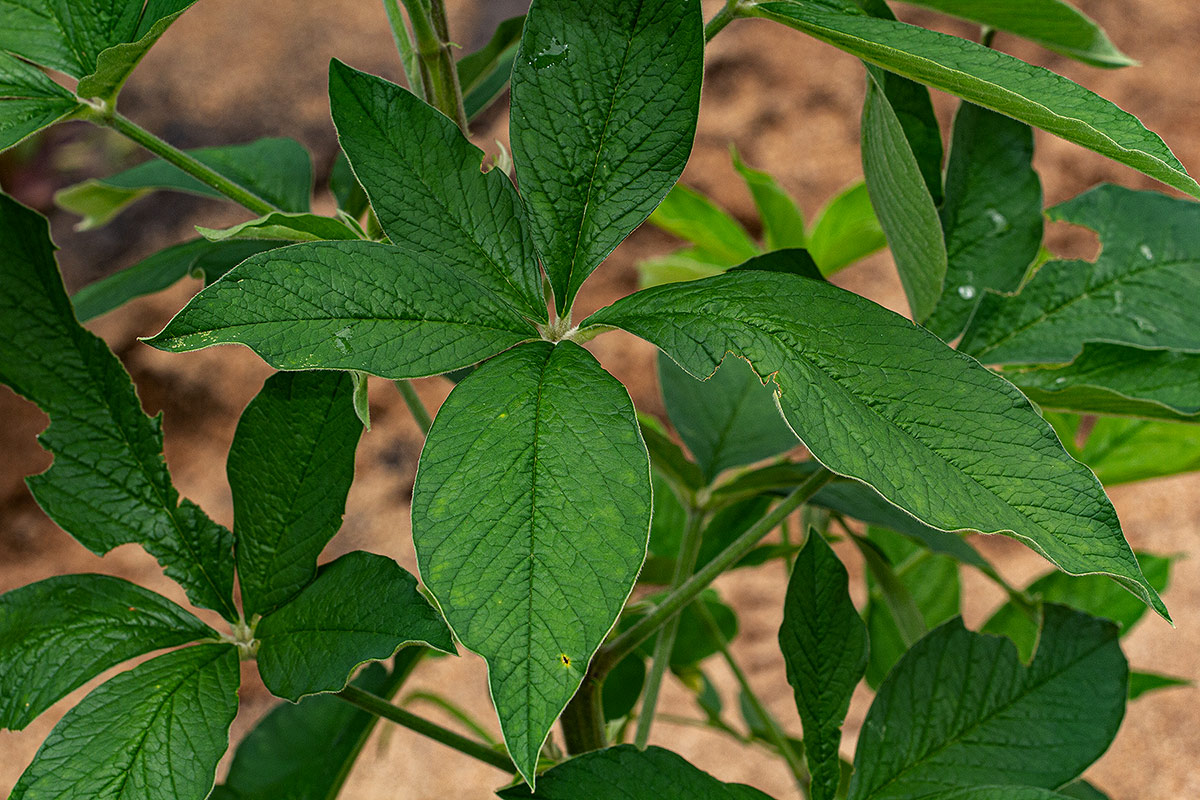 Crotalaria cleomifolia Crotalaria cleomifolia