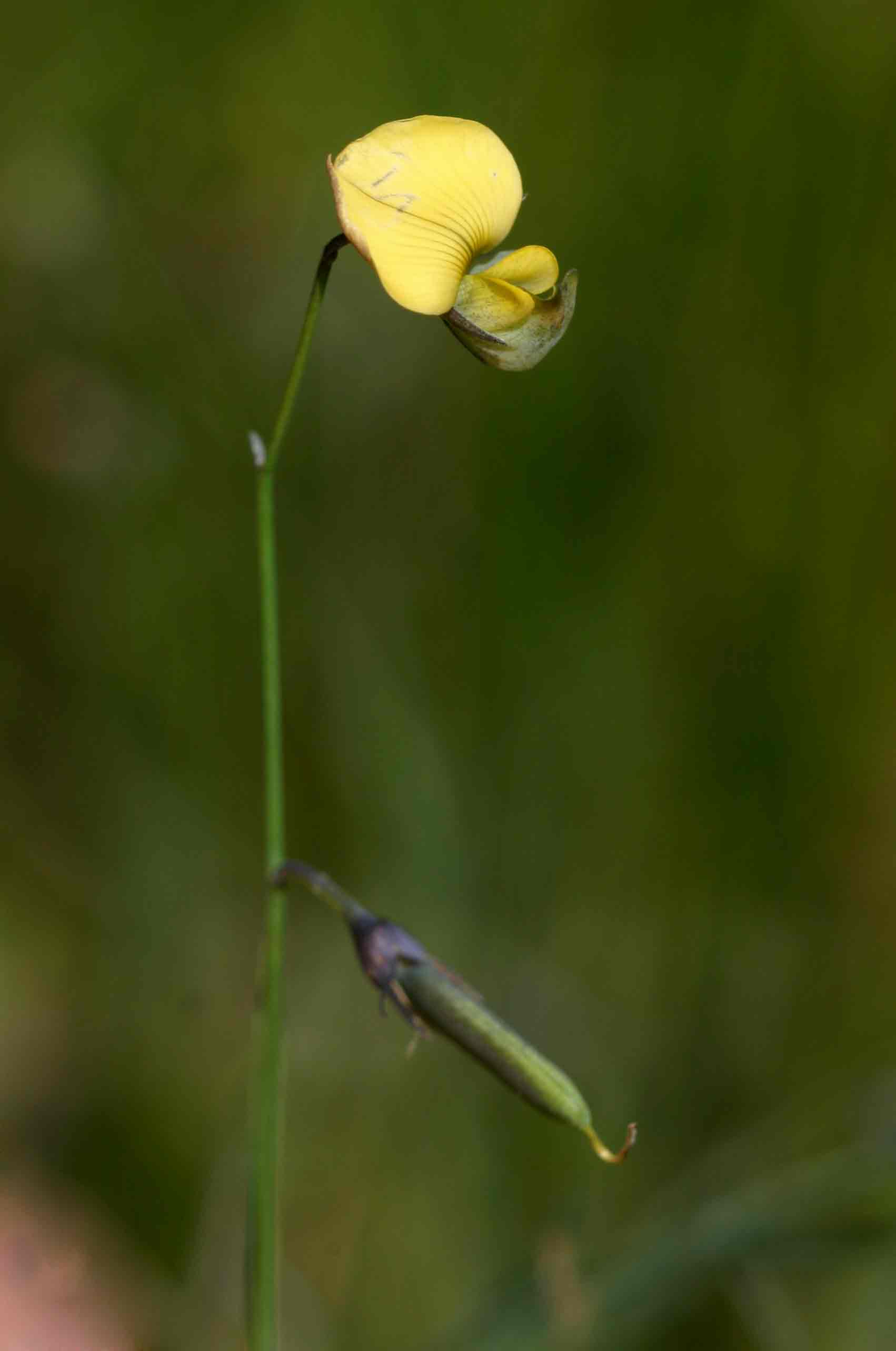 Crotalaria glauca