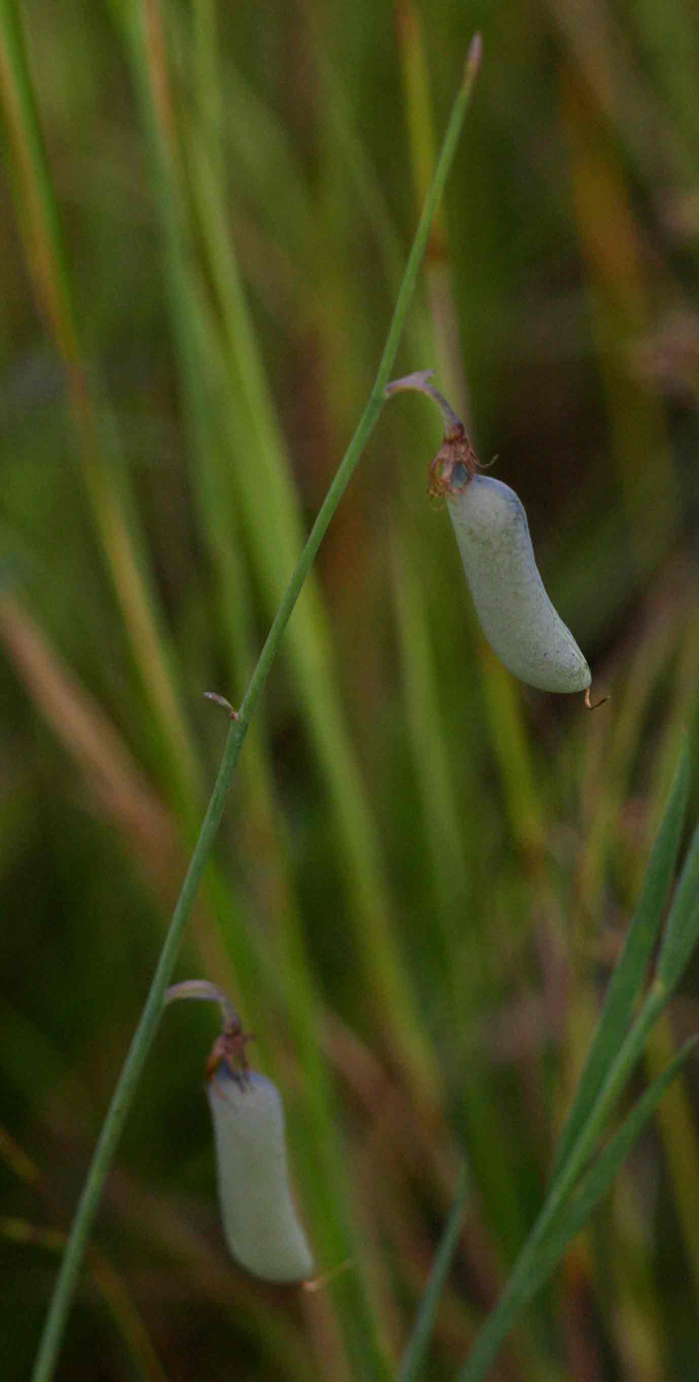 Crotalaria glauca