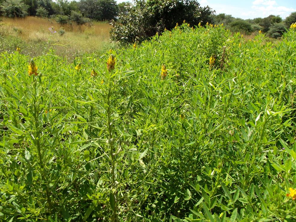 Crotalaria goreensis