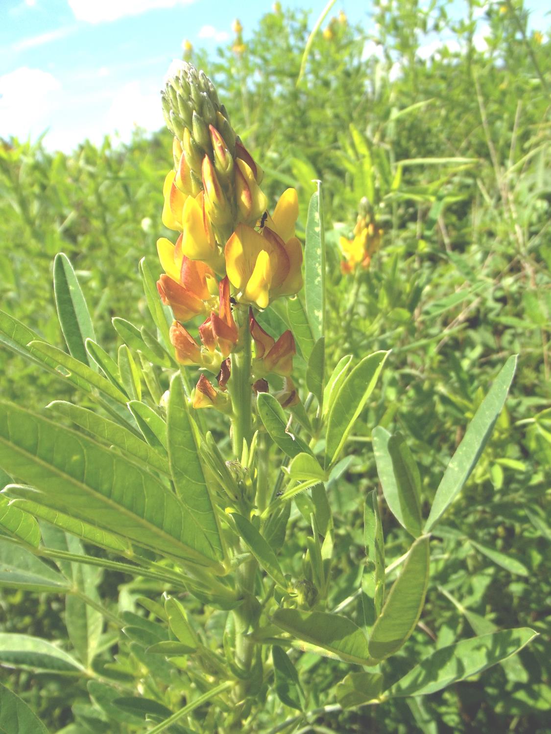 Crotalaria goreensis Crotalaria goreensis