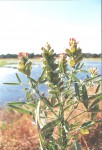 Crotalaria goreensis