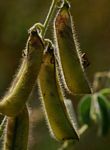 Crotalaria incana subsp. purpurascens