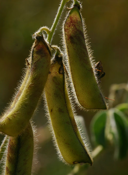 Crotalaria incana subsp. purpurascens Crotalaria incana subsp. purpurascens
