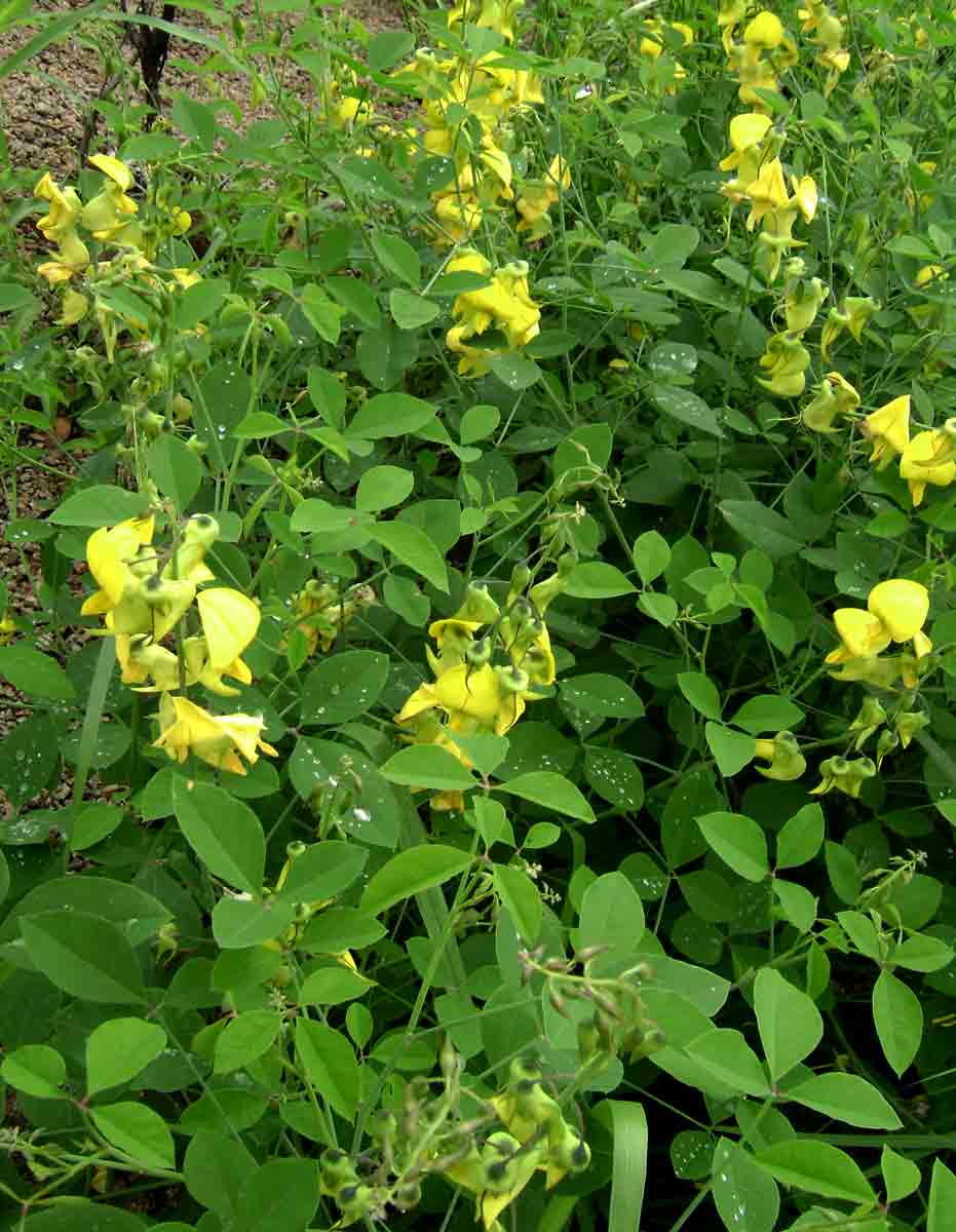 Crotalaria laburnifolia subsp. laburnifolia