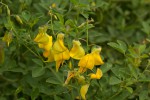 Crotalaria laburnifolia subsp. laburnifolia