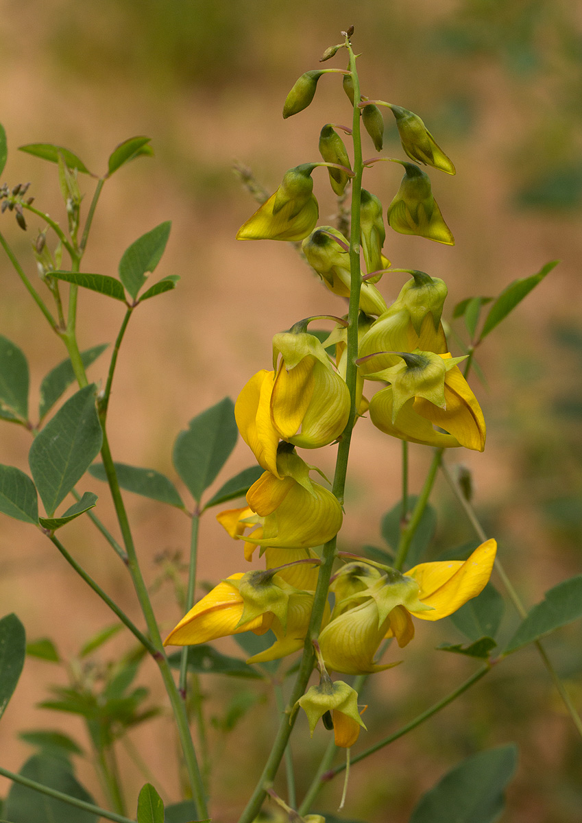 Crotalaria laburnifolia subsp. laburnifolia