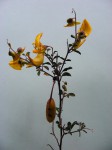 Crotalaria laburnifolia subsp. laburnifolia