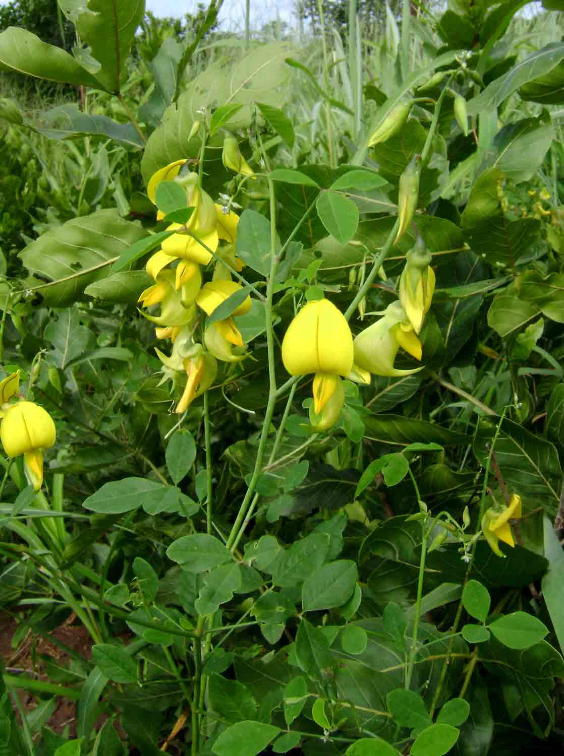 Crotalaria laburnifolia subsp. laburnifolia Crotalaria laburnifolia subsp. laburnifolia