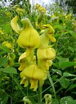 Crotalaria laburnifolia subsp. laburnifolia