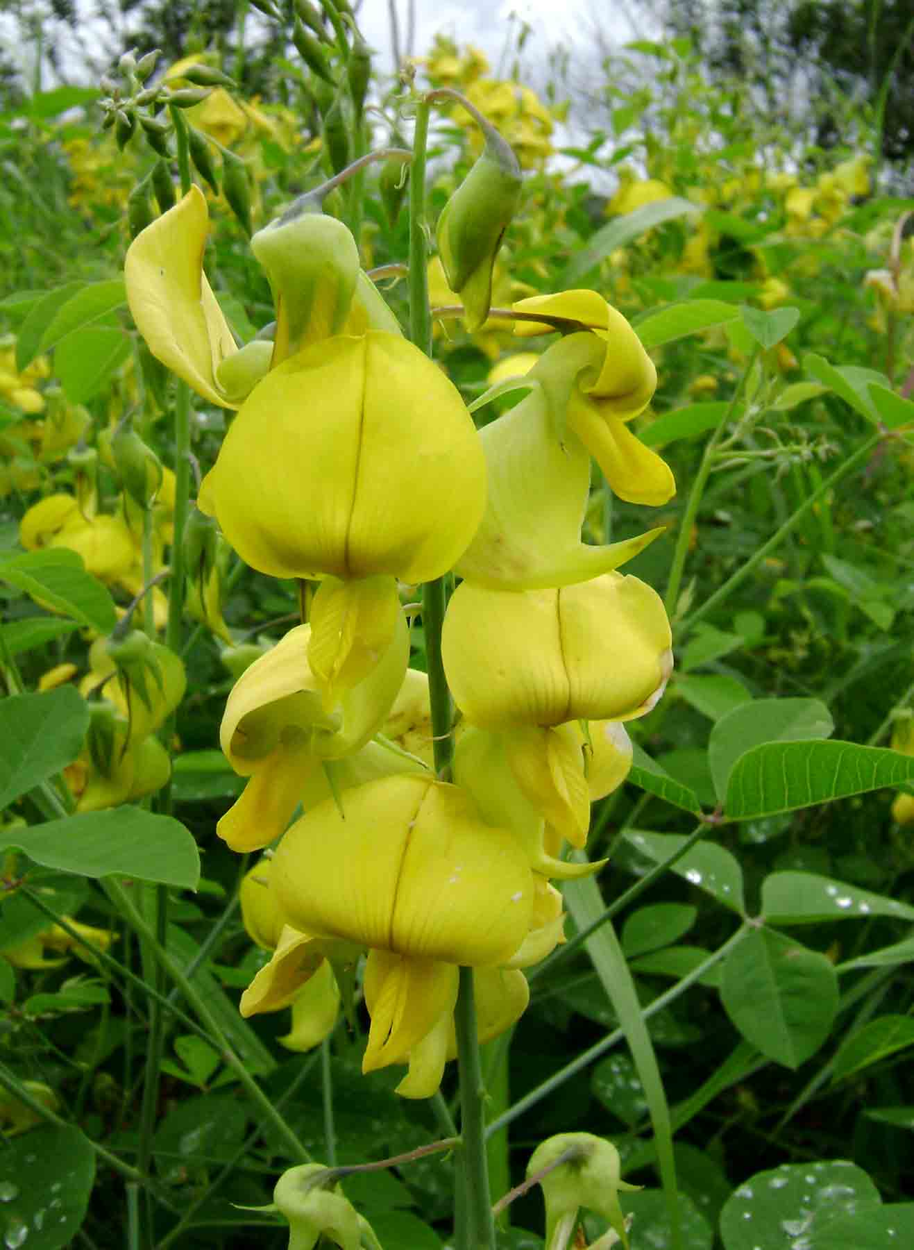 Crotalaria laburnifolia subsp. laburnifolia Crotalaria laburnifolia subsp. laburnifolia