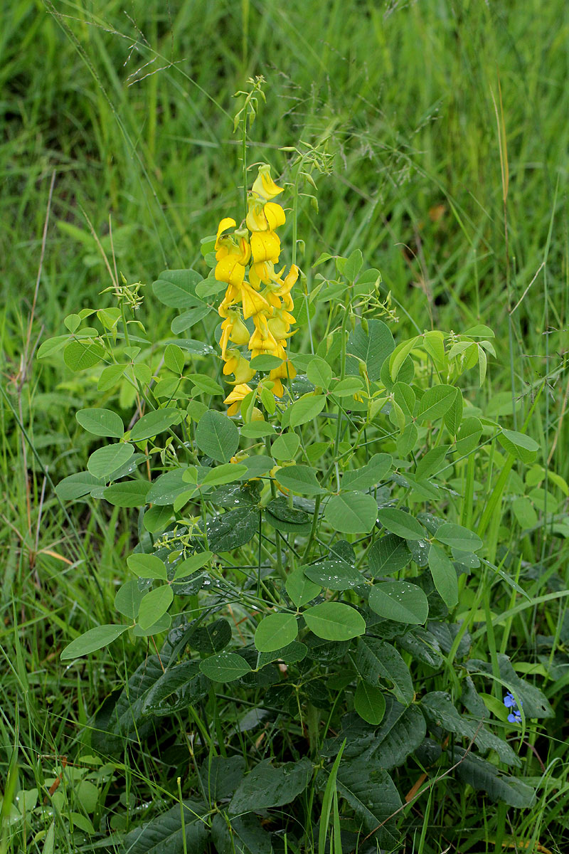 Crotalaria laburnifolia subsp. laburnifolia Crotalaria laburnifolia subsp. laburnifolia