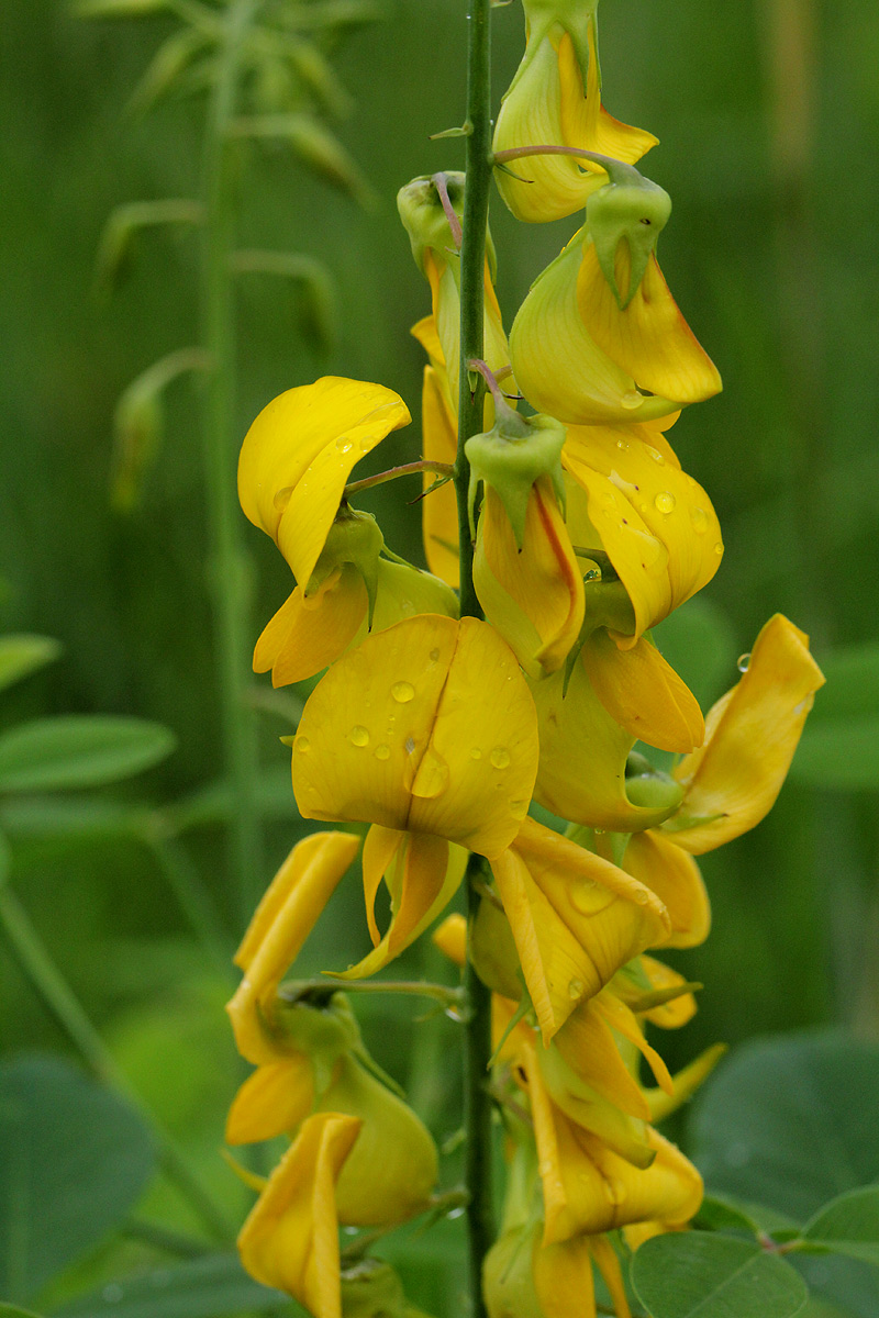 Crotalaria laburnifolia subsp. laburnifolia Crotalaria laburnifolia subsp. laburnifolia