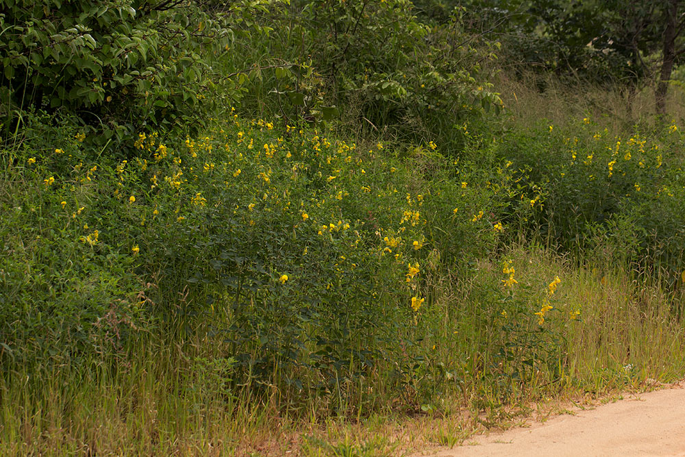 Crotalaria laburnifolia subsp. laburnifolia Crotalaria laburnifolia subsp. laburnifolia
