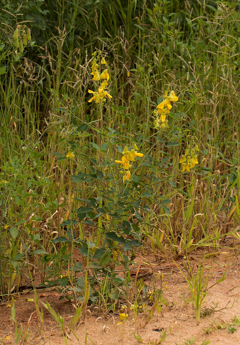 Crotalaria laburnifolia subsp. laburnifolia Crotalaria laburnifolia subsp. laburnifolia