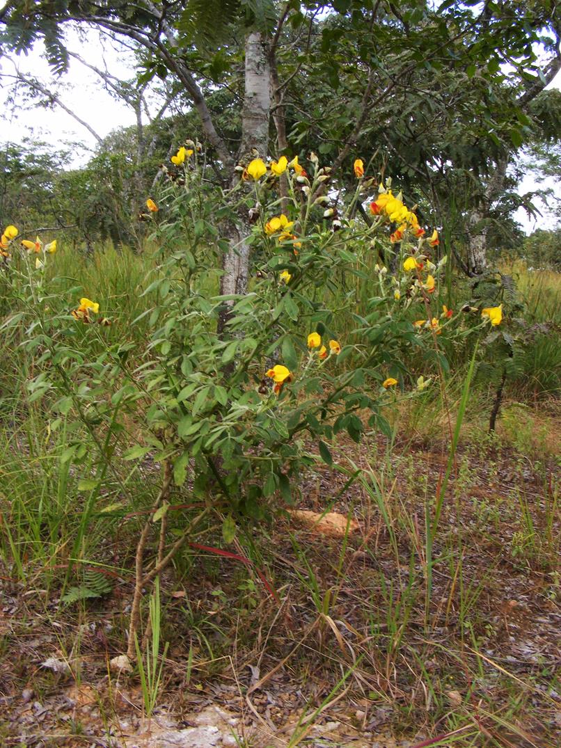 Crotalaria lachnophora Crotalaria lachnophora
