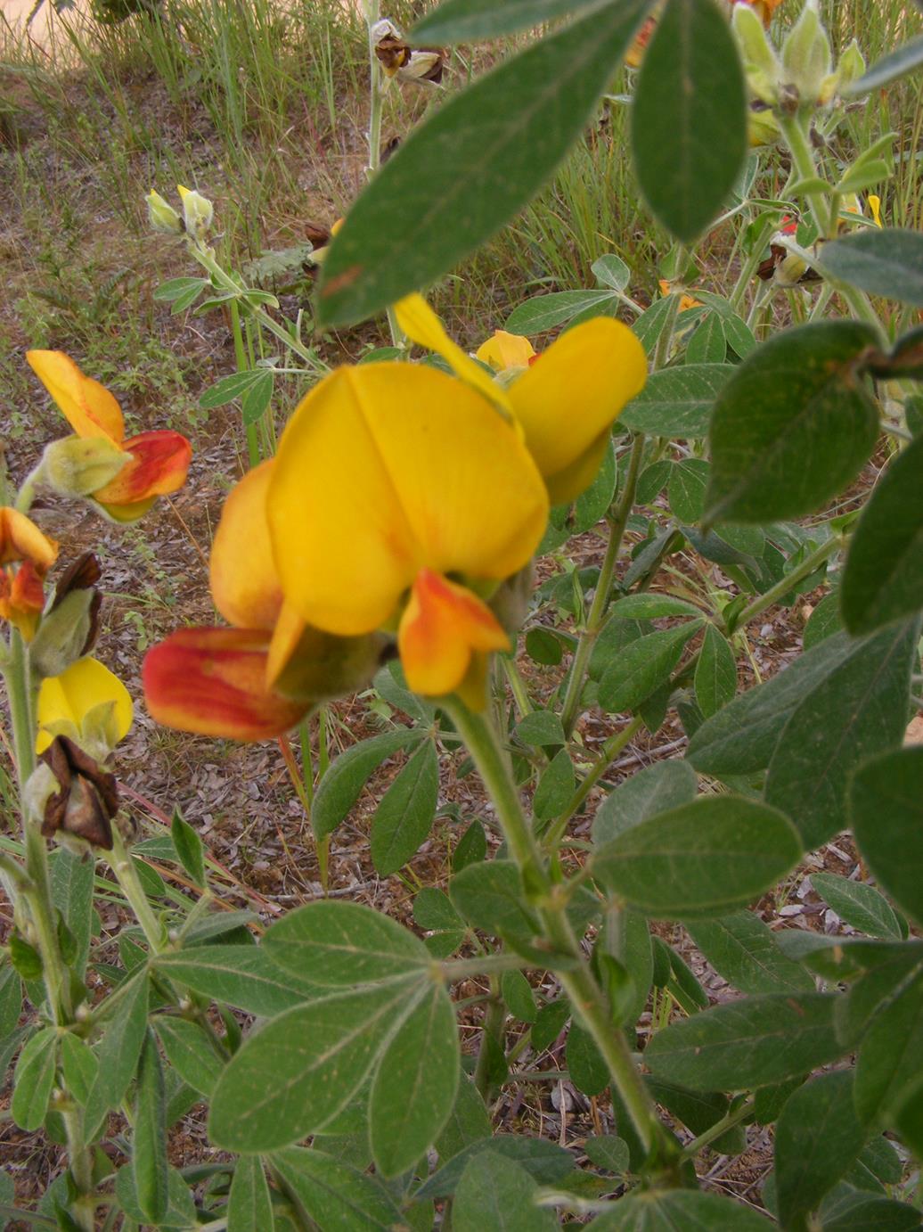 Crotalaria lachnophora Crotalaria lachnophora