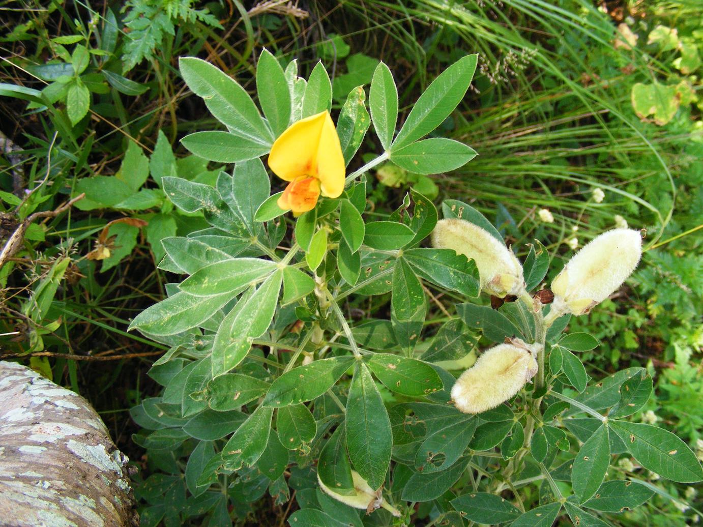 Crotalaria lachnophora Crotalaria lachnophora