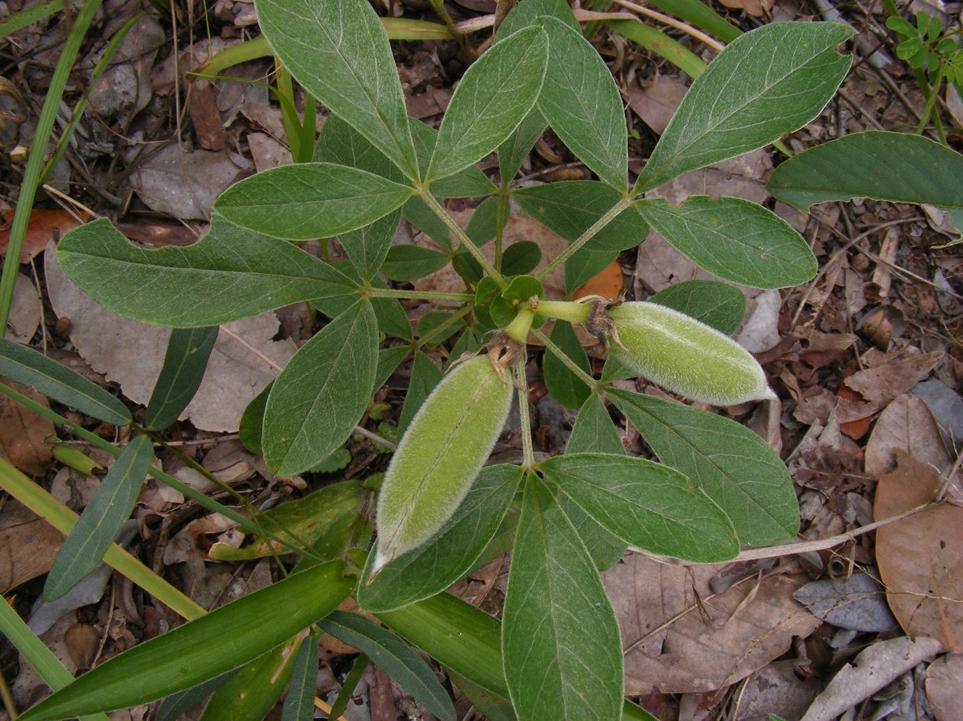 Crotalaria lachnophora Crotalaria lachnophora