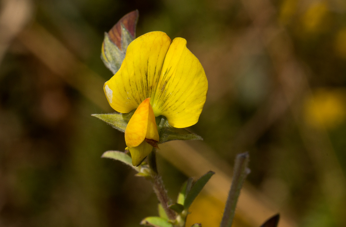 Crotalaria natalitia var. rutshuruensis Crotalaria natalitia var. rutshuruensis