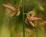 Crotalaria ochroleuca