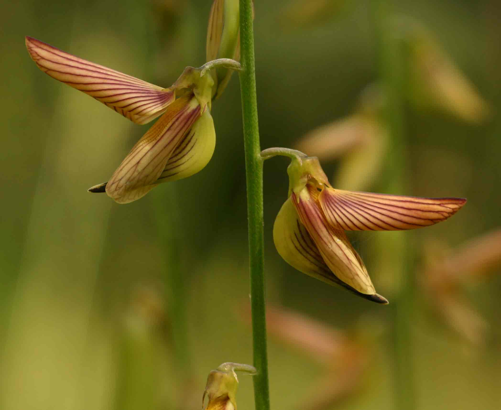 Crotalaria ochroleuca Crotalaria ochroleuca