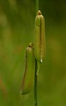 Crotalaria ochroleuca