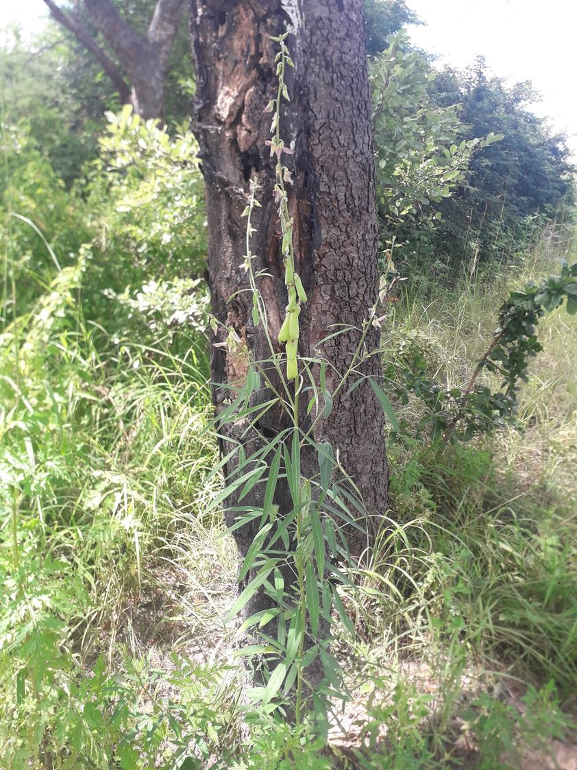 Crotalaria ochroleuca Crotalaria ochroleuca