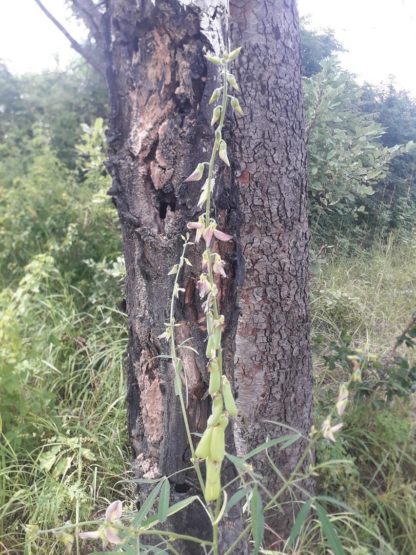 Crotalaria ochroleuca Crotalaria ochroleuca